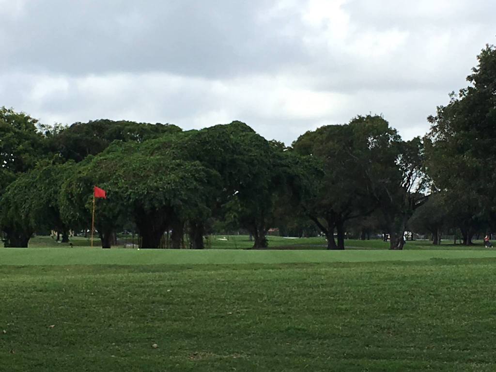 Flag on golf course with trees