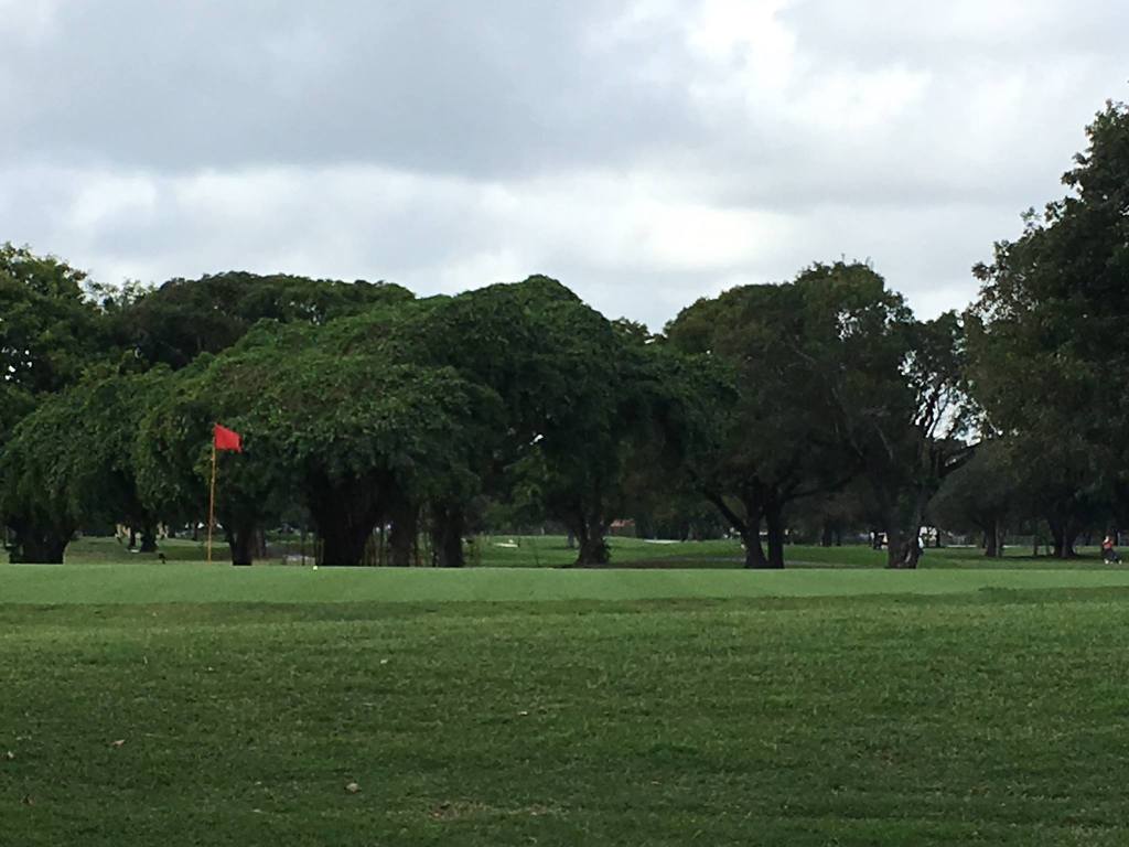 Flag on golf course with trees